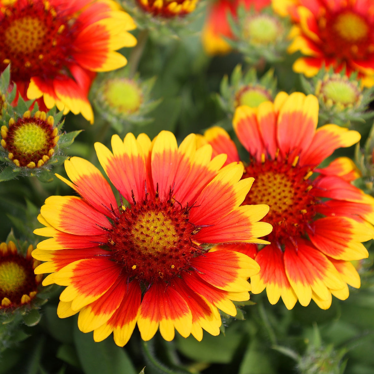 Gaillardia arista &#39;SpinTop Yellow Touch&#39; (Young Perennial) PRE ORDER SPRING &#39;26