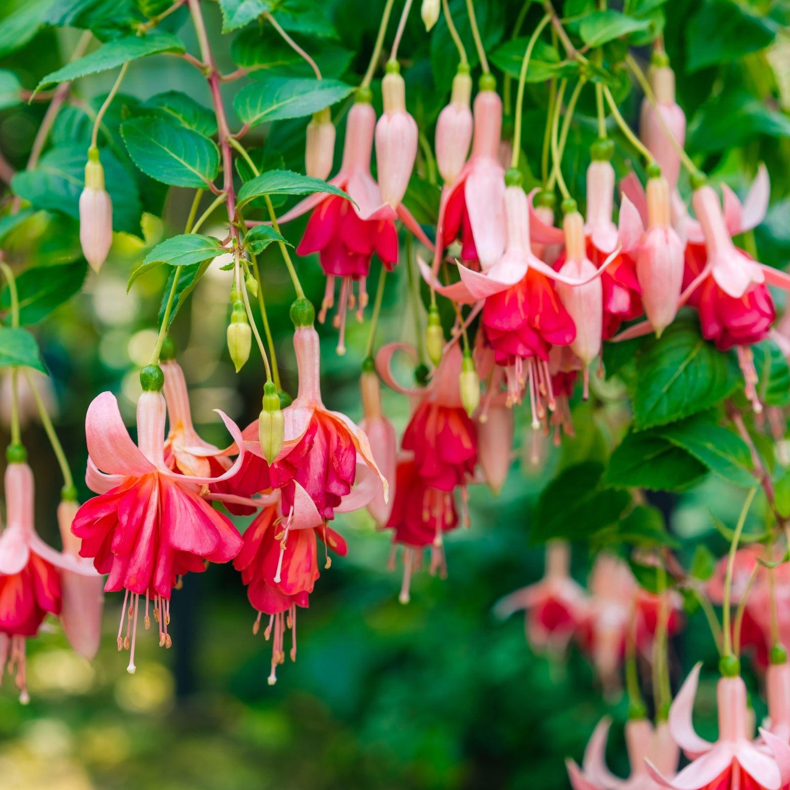 Hardy Fuchsia 'Garden News' 9cm