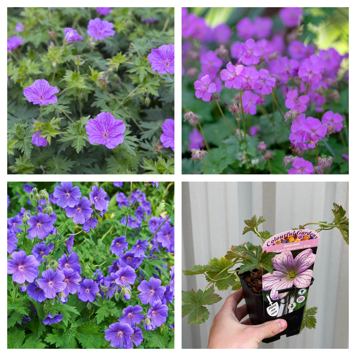 Mix of 3 x Hardy Geraniums 9cm