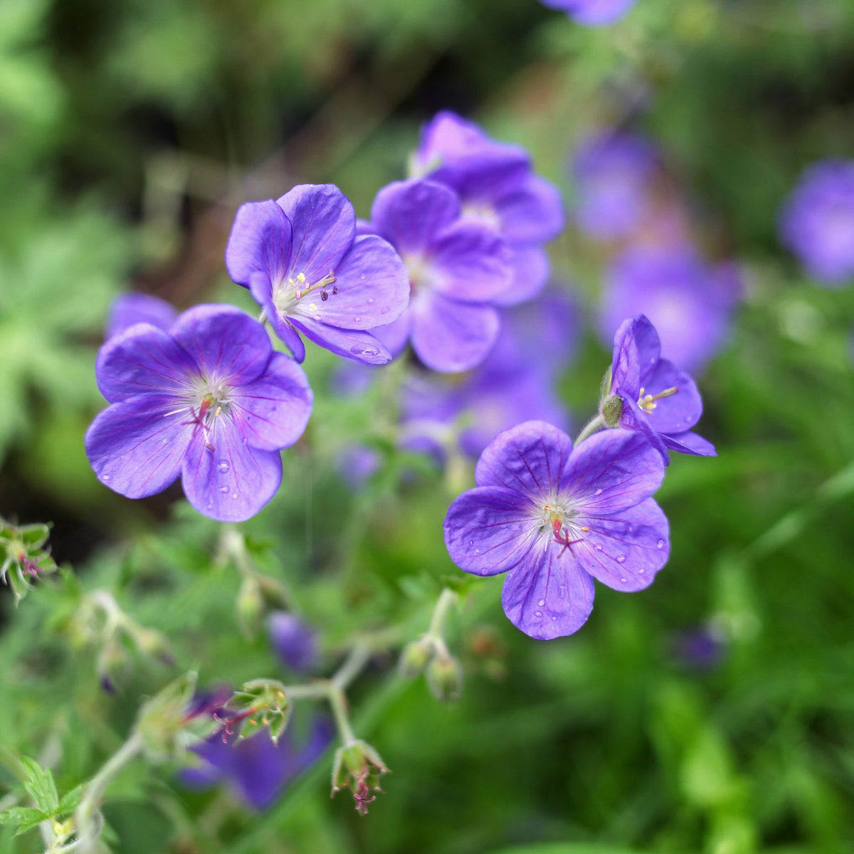 Geranium hybrida &#39;Brookside&#39; (Young Perennial) PRE ORDER SPRING &#39;26