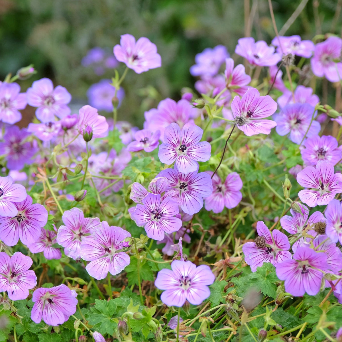 Geranium hybrida &#39;Dusky Crug&#39; (Young Perennial) PRE ORDER SPRING &#39;26