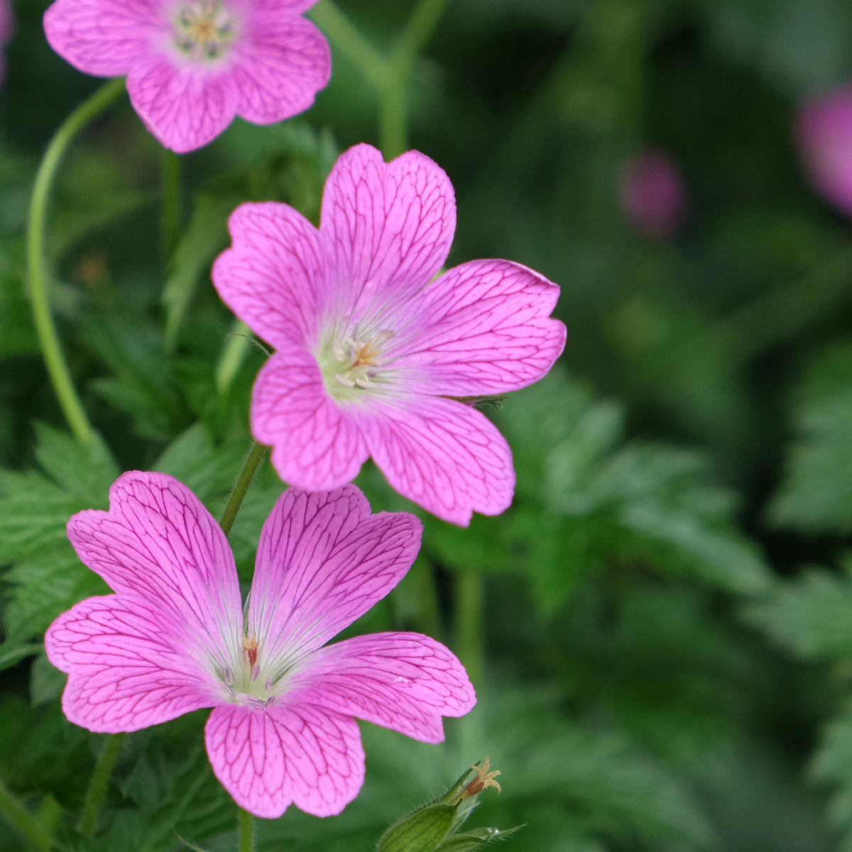 Geranium endressi &#39;Wargrave Pink’ 9cm