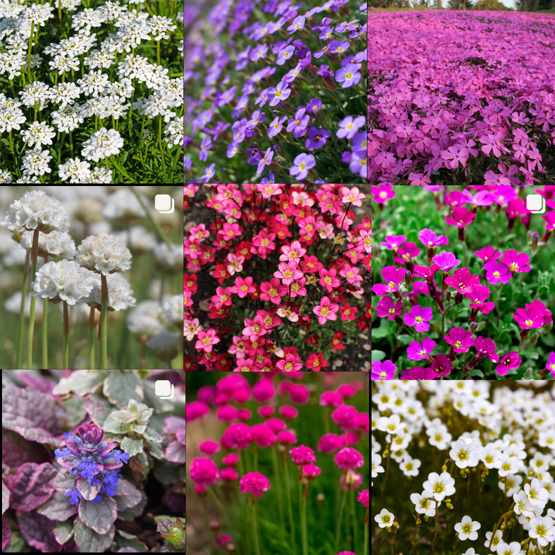 Alpine Rockery Ground Cover Plants – Mix of 3