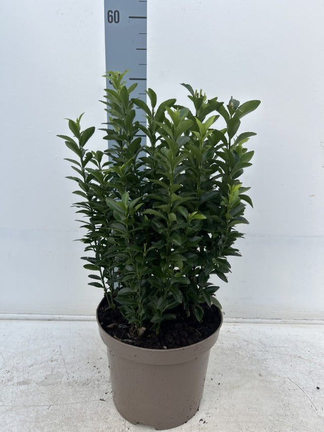 A Euonymus japonicus &#39;Green Spire&#39; (Multibuy Offers Available) with multiple upright stems and glossy foliage sits on a white surface. A ruler shows it is about 40cm tall, perfect as a low hedge for garden borders.