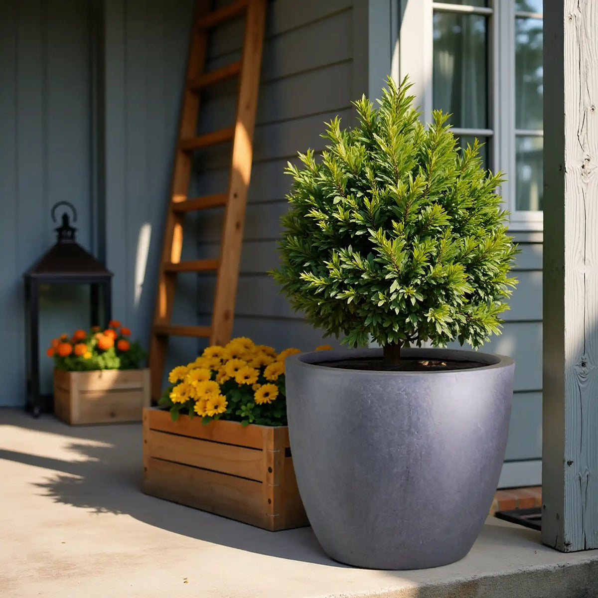 An IDEALIST Lite 50cm Washed Light Concrete Egg Round Planter with an evergreen shrub sits on a porch by a window, with wooden crates of yellow and orange flowers and a wooden ladder leaning against the background wall.