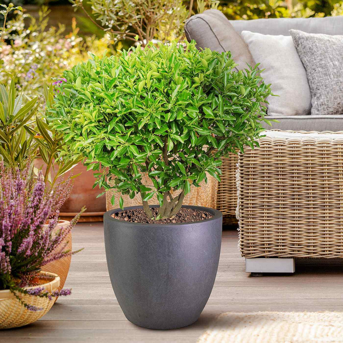 A plant in the IDEALIST Lite 30cm Garden Planter, a washed light concrete egg round pot (D30 H30 cm, 21L), on a deck.