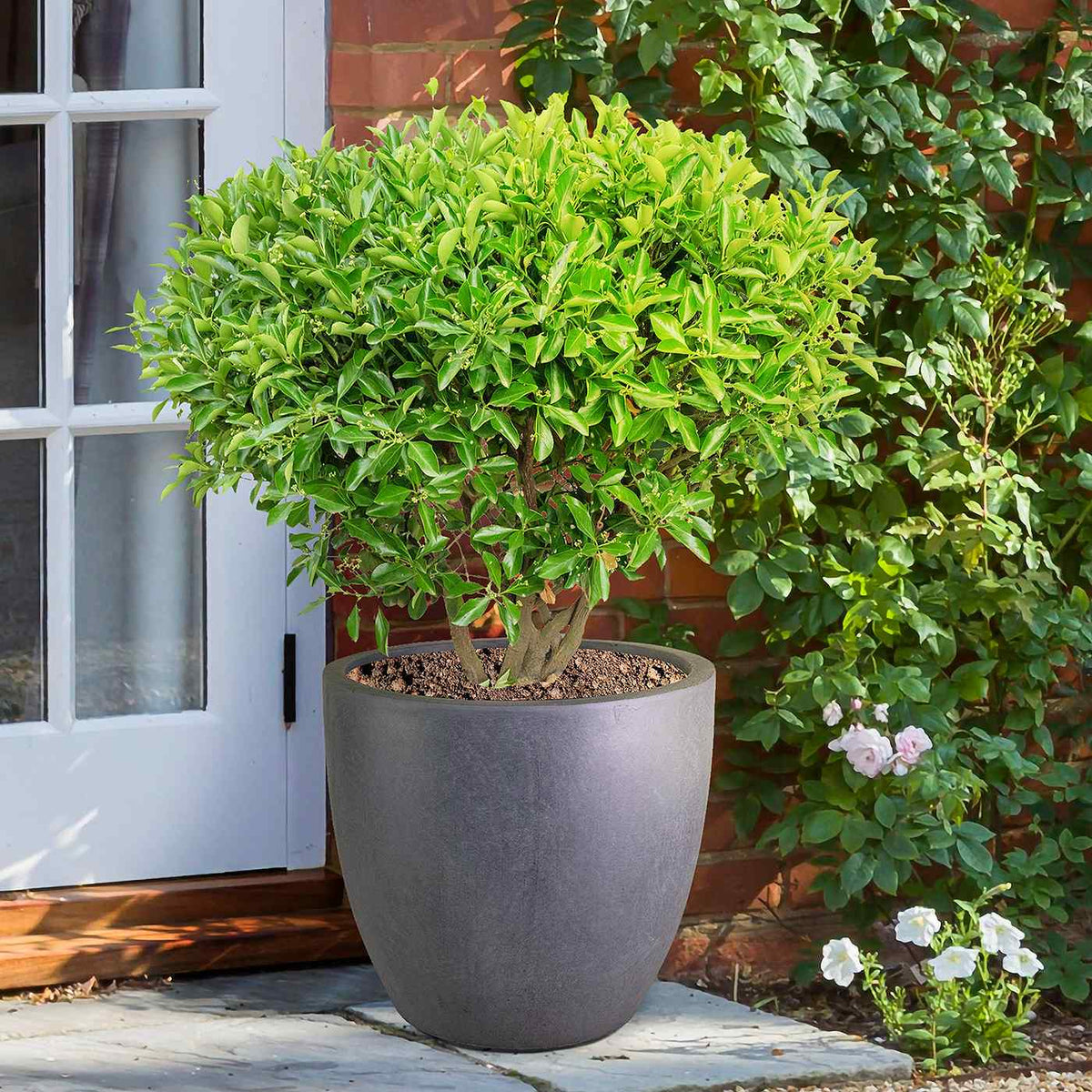 A frost-proof IDEALIST Lite 50cm Washed Light Concrete Egg Round Planter (98L) with a green shrub sits on a stone patio near a white door and brick wall, accompanied by a climbing plant and blooming white flowers.