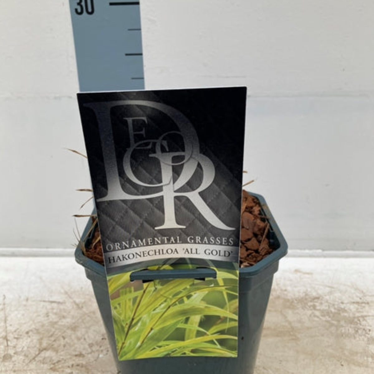 A potted Hakonechloa macra &#39;Allgold&#39; Grass (9cm/2L) is shown with a label displaying its name and a photo of golden-yellow foliage; a measuring ruler in the background indicates part of the plant’s height.