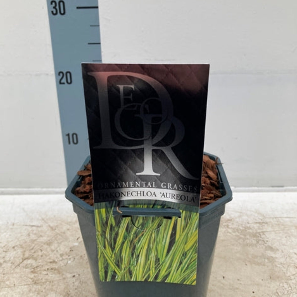 Hakonechloa macra &#39;Aureola&#39; Grass 2L