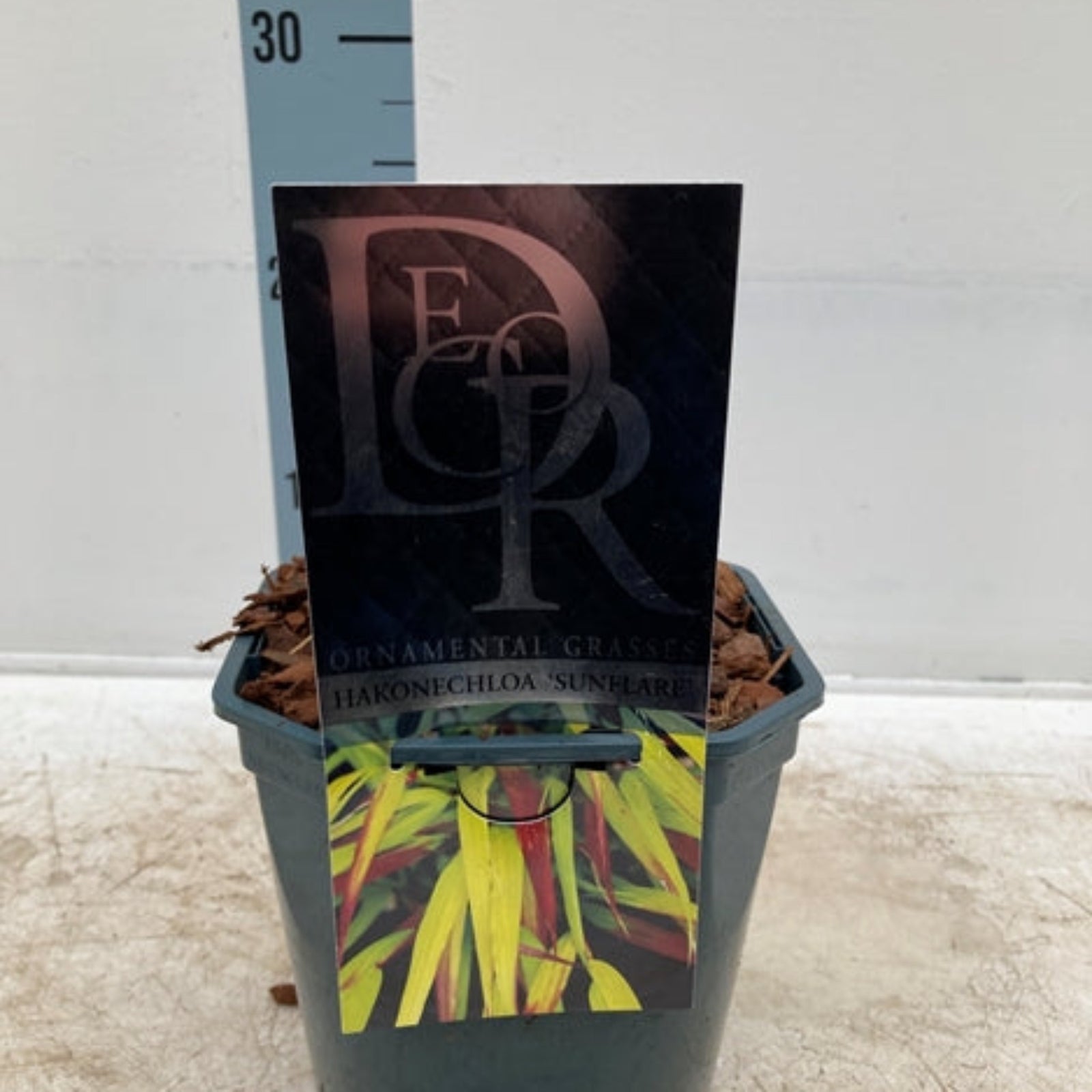 A Hakonechloa macra 'Sunflare' Grass 2L with green and yellow foliage sits before a height scale, making it an ideal vibrant addition to shady gardens.