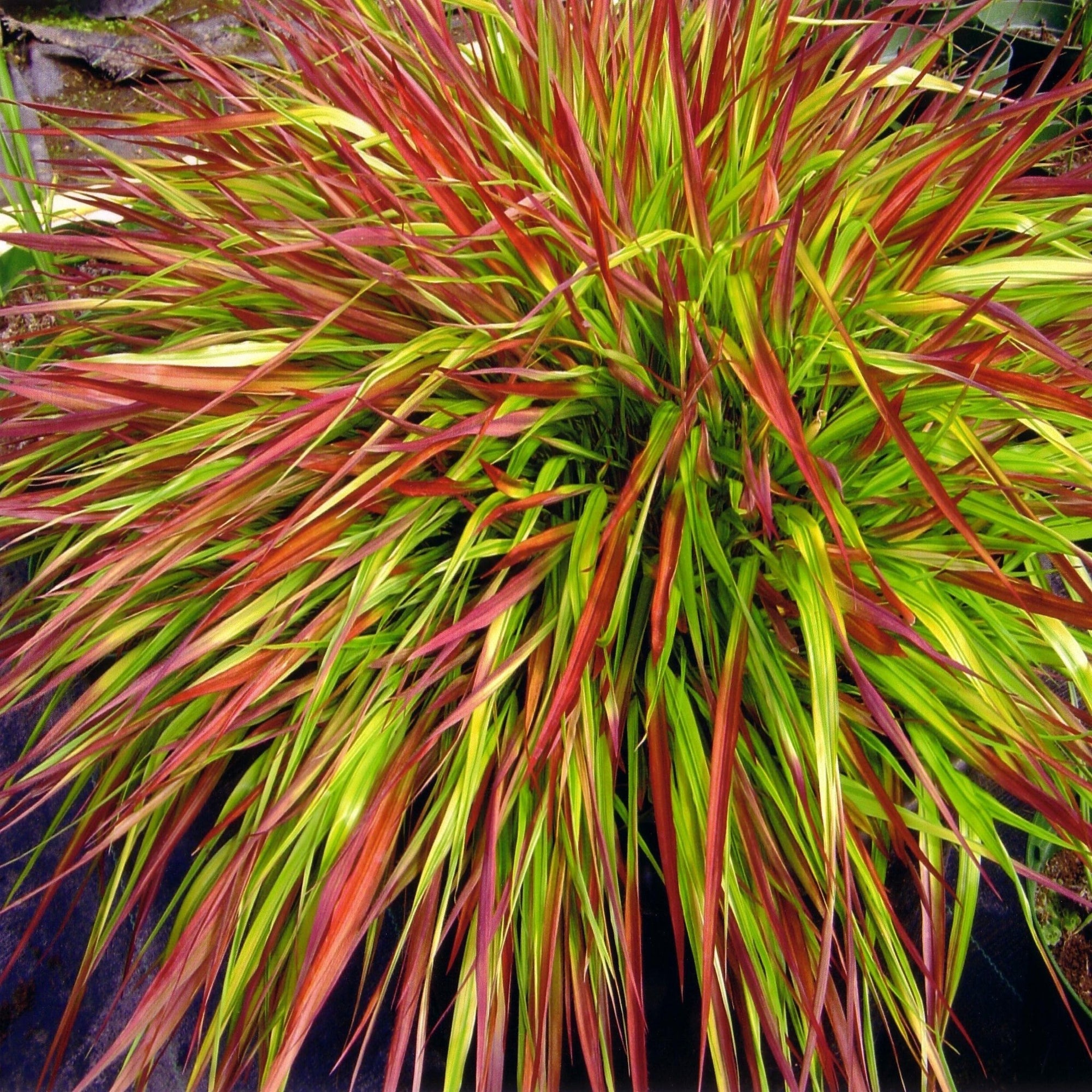 Hakonechloa macra 'Mulled Wine' 9cm