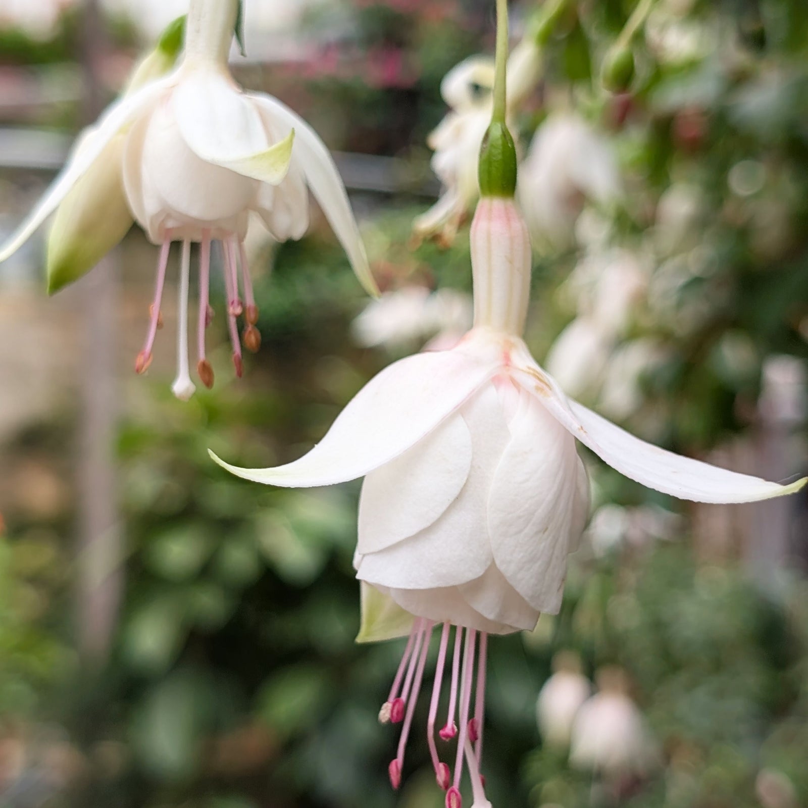 Hardy Fuchsia 'Hawkshead' 9cm