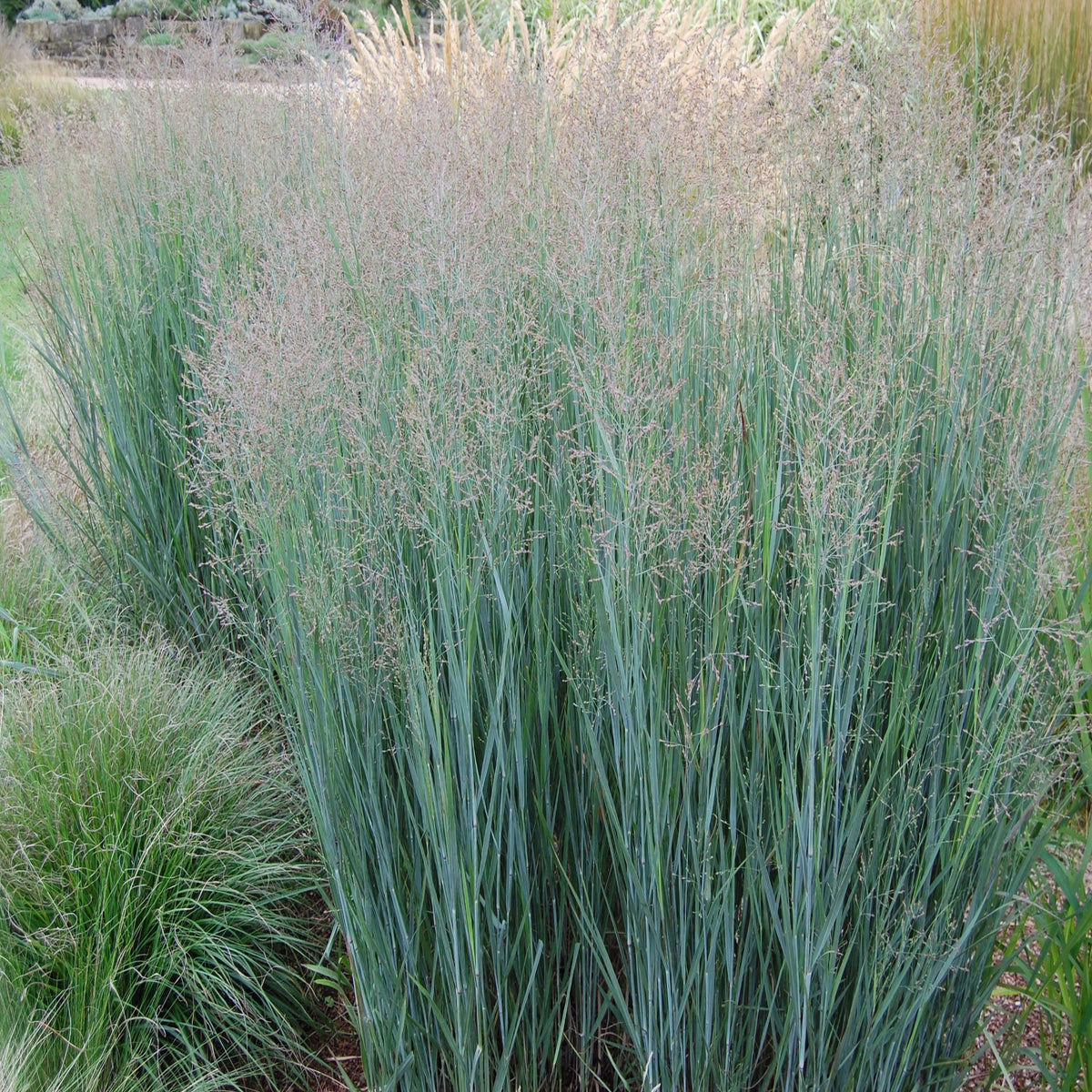 Panicum virgatum &#39;Heavy Metal&#39; 9cm