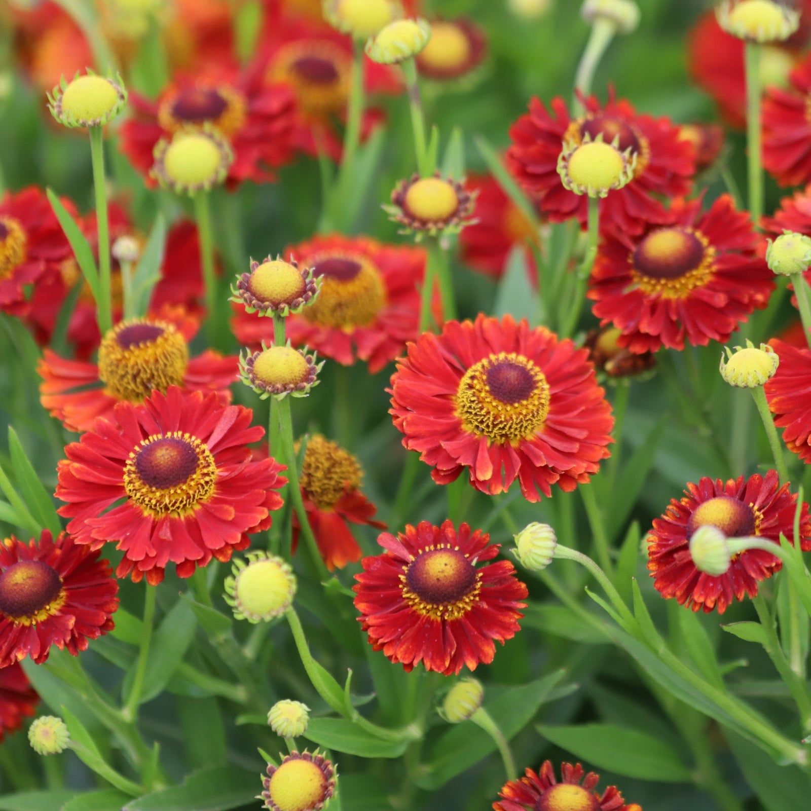 A cluster of Helenium 'Red Shades' perennials with vibrant red and orange daisy-like flowers and dark central cones, growing in full bloom.