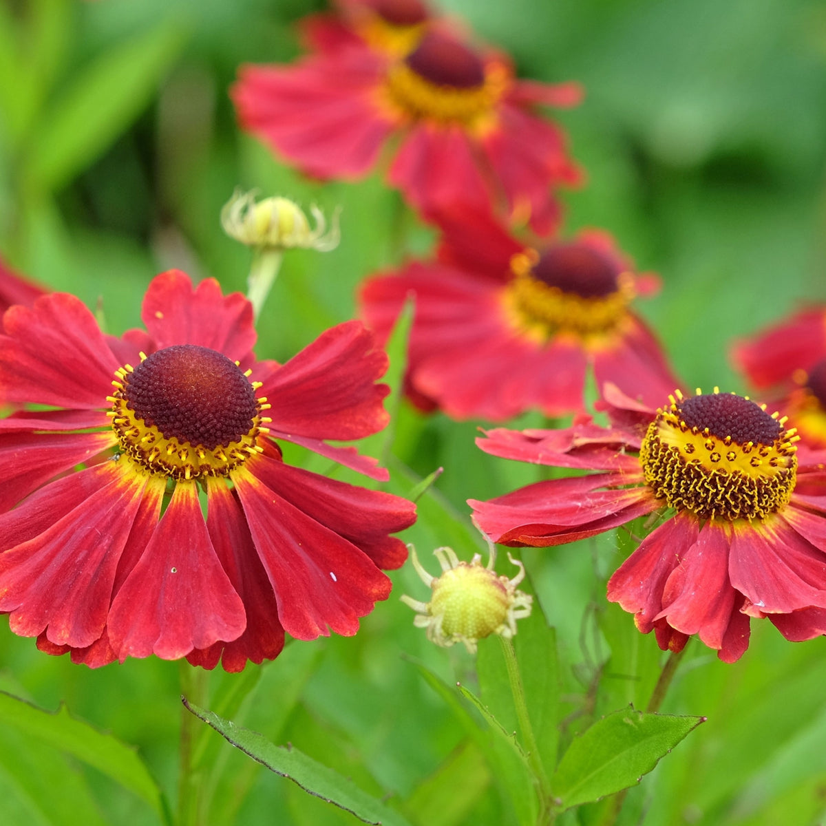 Helenium autumnale &#39;Ruby Tuesday&#39; (Young Perennial) PRE ORDER SPRING &#39;26