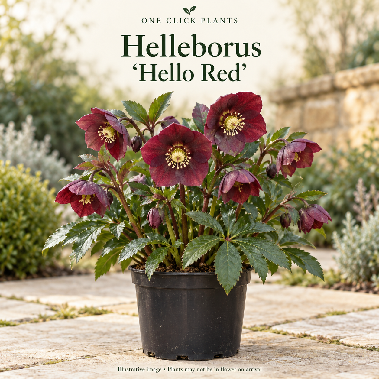 Helleborus 'Hello Red' 2L (AUTUMN SALE)