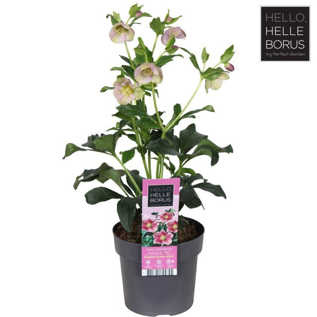 Helleborus 'Hello Pink' 2L