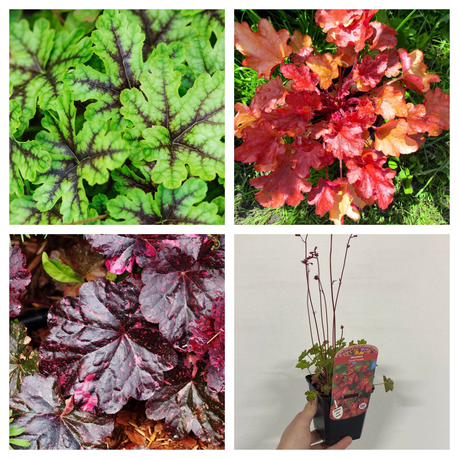 A collage of the "Mix of 3 x Heuchera 9cm": top left shows green leaves with dark veins, top right has bright red-orange leaves, bottom left features dark purple leaves, and bottom right shows a potted Heuchera in bloom—perfect for shady gardens.