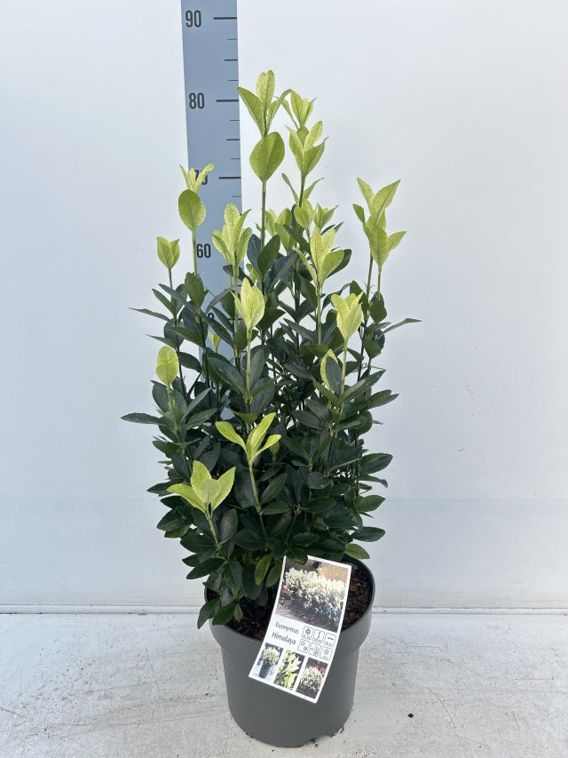 Euonymus japonica &#39;Himalaya&#39; 9cm/2L/5L