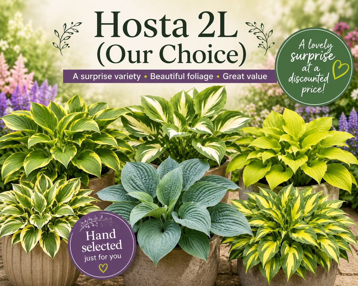 Hosta 2L (Our Choice) Shade Loving Herbacaous Perennial