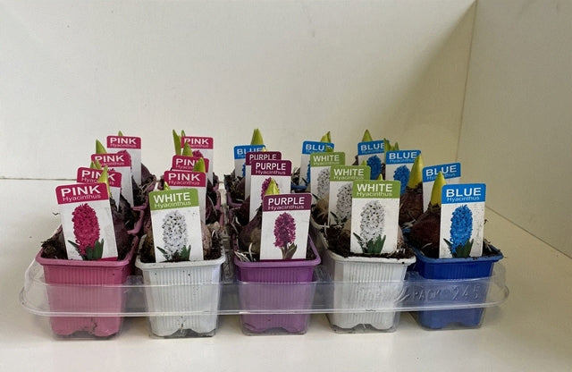 Three 7cm Hyacinth pots labeled PINK, WHITE, and BLUE are arranged in a clear plastic tray, bringing color and fragrance to any space.