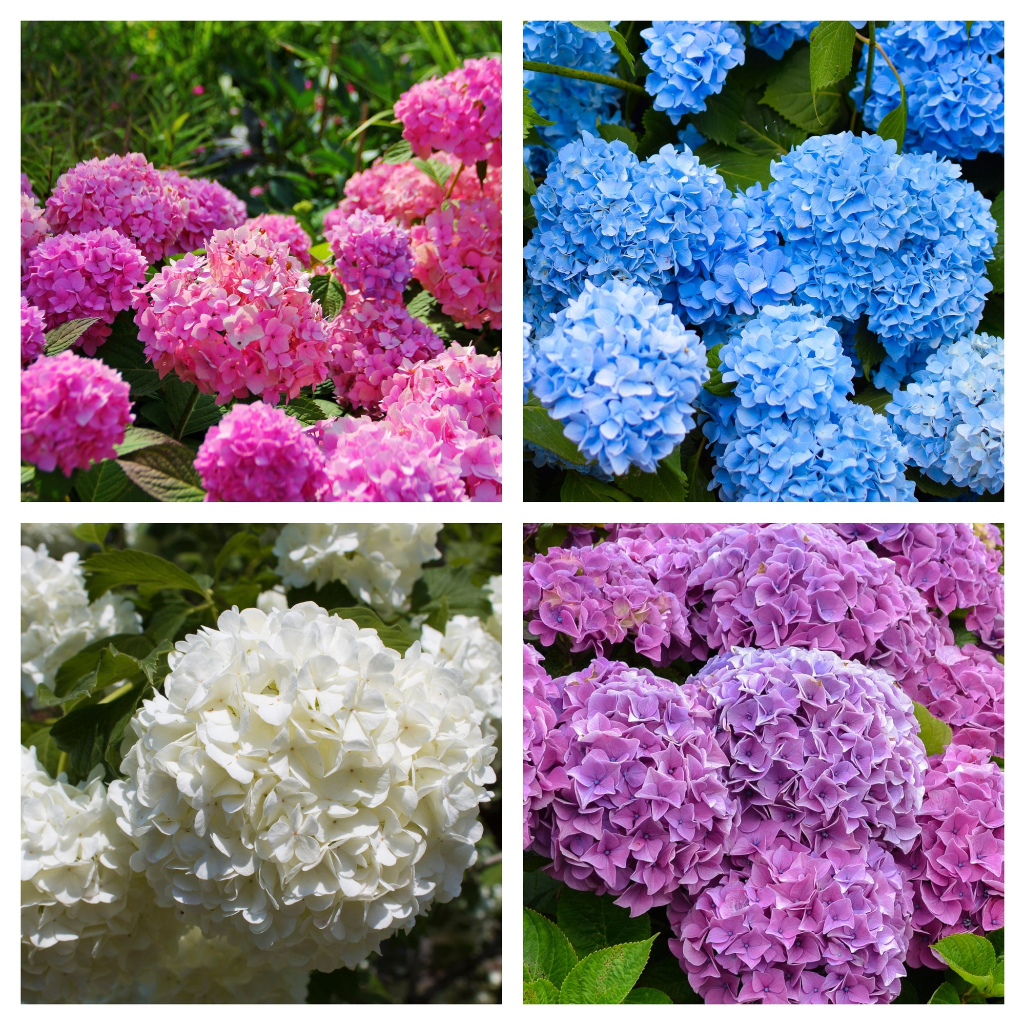 FLASH SALE: Hydrangea macrophylla | Surprise colour 5L