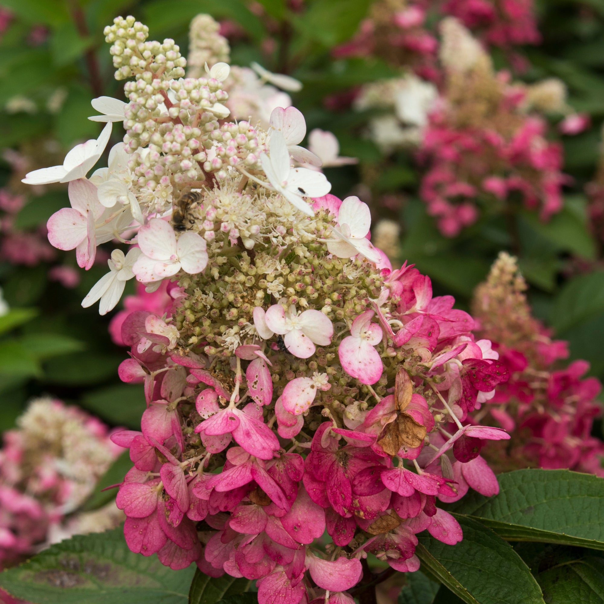 Patio Hydrangea paniculata 'Candlelight’ Tree 5L 120-130cm