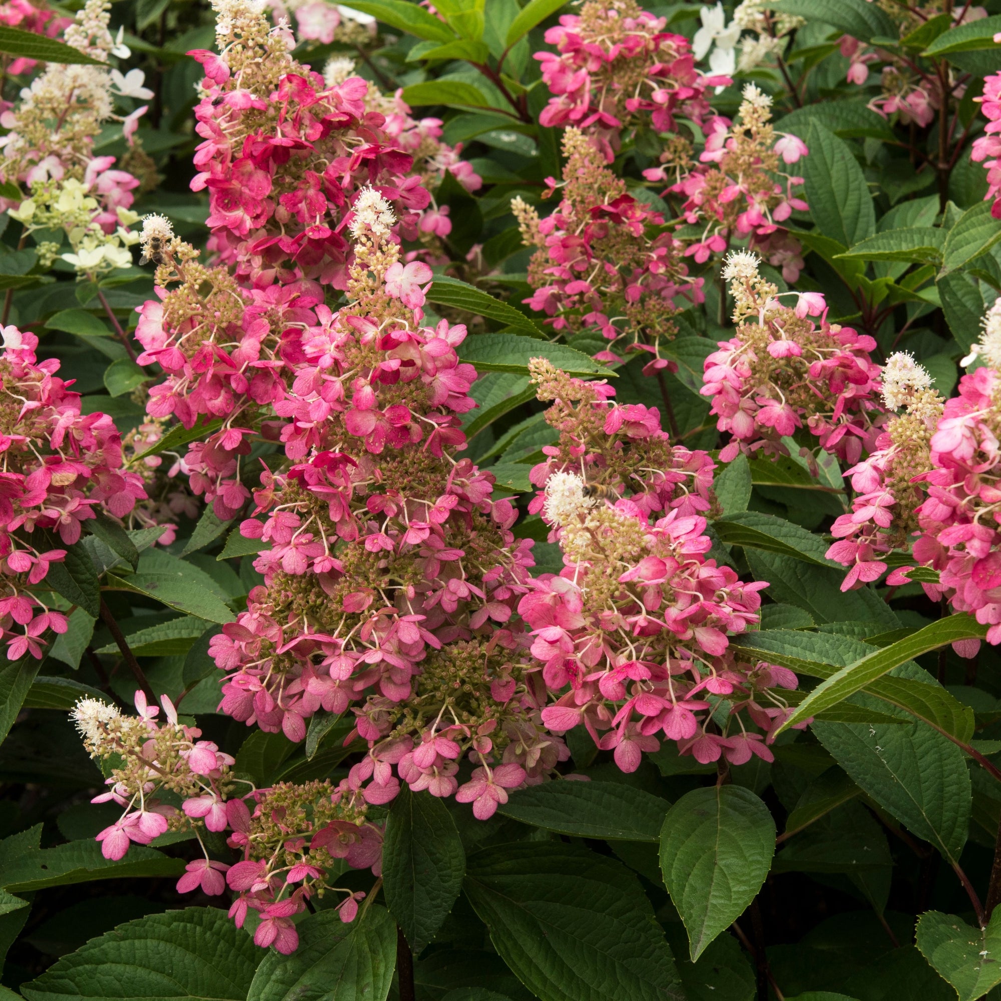 Patio Hydrangea paniculata 'Candlelight’ Tree 5L 120-130cm