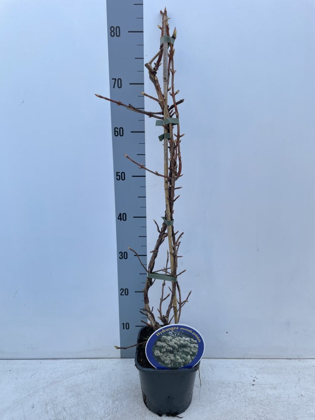 Climbing Hydrangea &#39;Hydrangea petiolaris&#39; 2L (60-70cm)