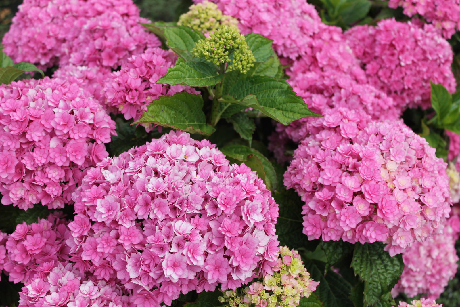 Clusters of vibrant pink blooms and green leaves with a few pale, unopened buds make Hydrangea 'Together' 9cm a stunning, compact garden feature.