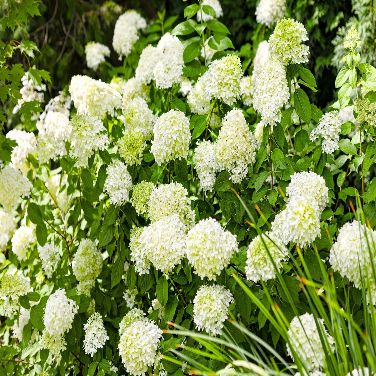 Hydrangea paniculta &#39;LimeLight&#39; 9cm/2L/5L