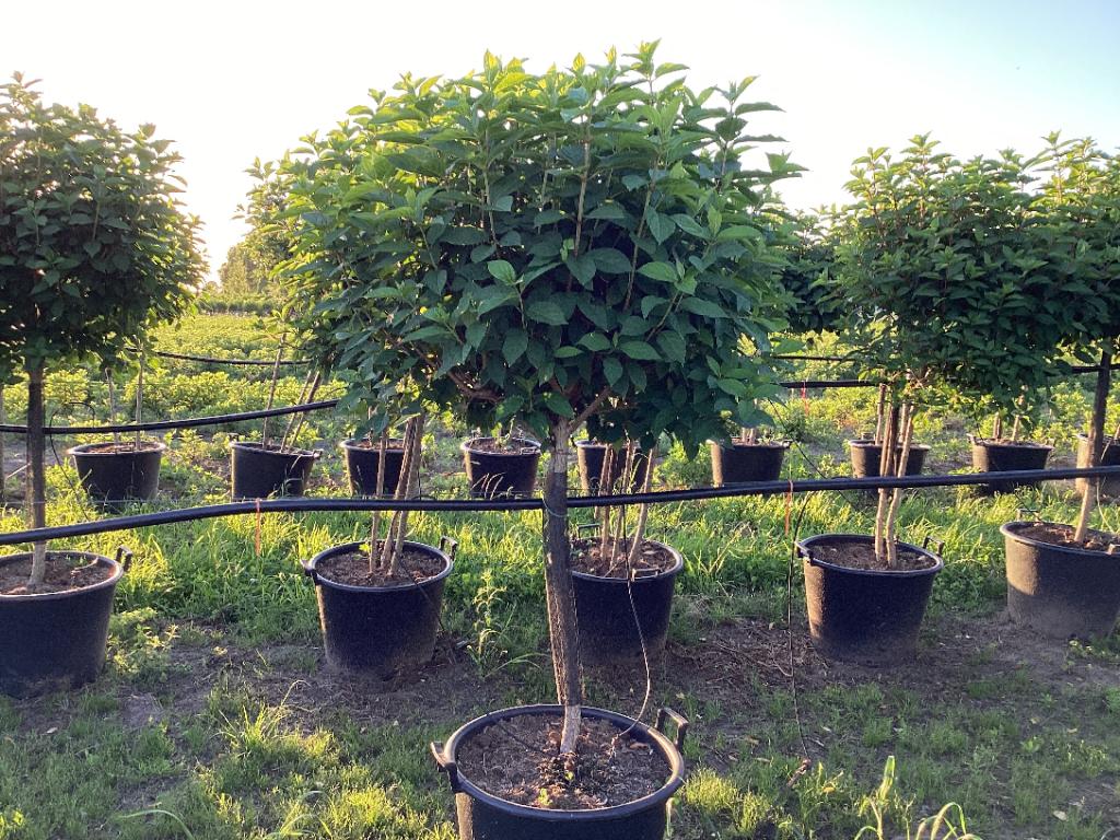 Several Hydrangea paniculata &#39;LimeLight’ Trees (65L, 170-190cm) with dense green foliage and large flowerheads are displayed in black pots, arranged in rows outdoors on grassy ground with sunlight in the background.
