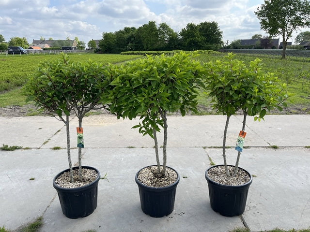Three Hydrangea paniculata &#39;LimeLight&#39; Multistem Trees in black pots are arranged on a paved outdoor surface, with green grass, bushes, and buildings visible in the background beneath a partly cloudy sky.