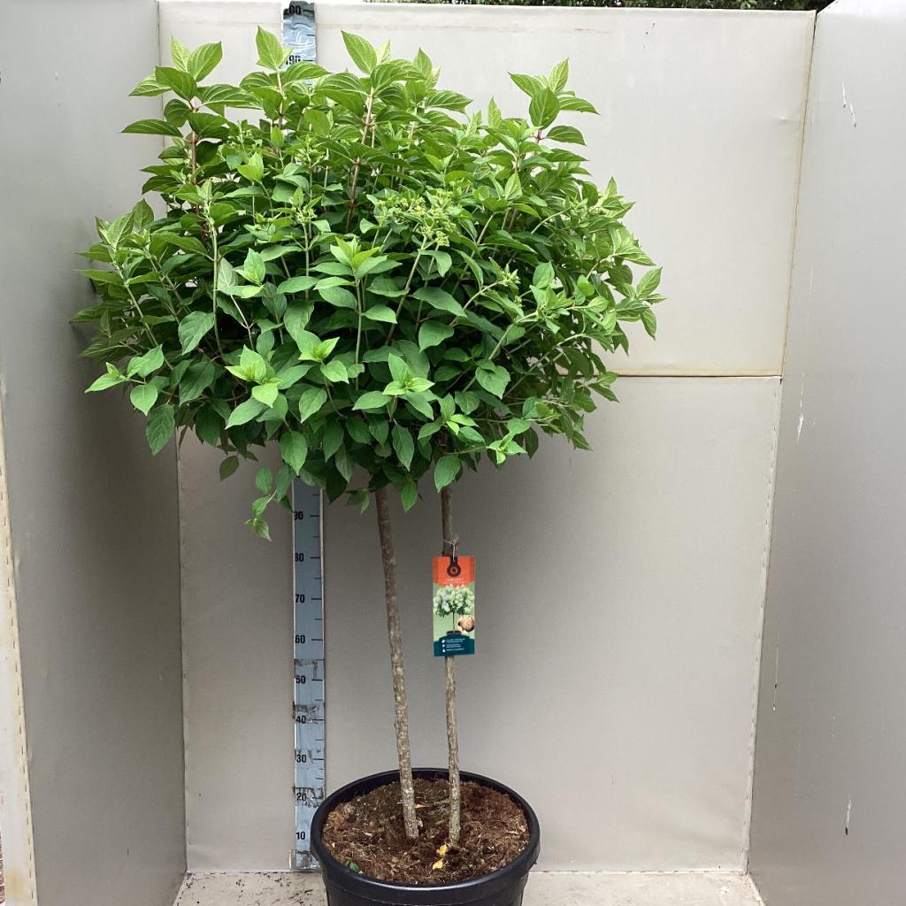 A Hydrangea paniculata 'LimeLight’ Multistem Tree (12L–45L) with pale greenish-white flower clusters sits on a concrete floor in a garden center, surrounded by potted plants beneath a wooden pergola and corrugated plastic roof.