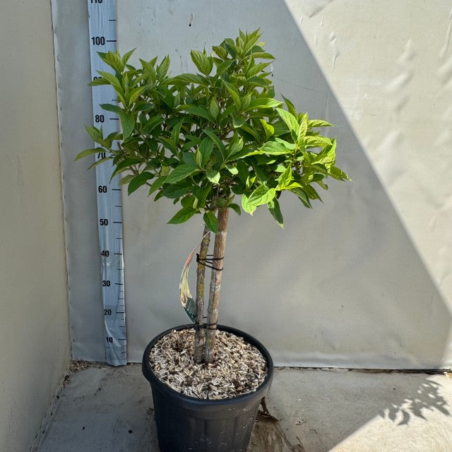 A Hydrangea paniculata &#39;LimeLight&#39; Multistem Tree (12L-45L), about 100 cm tall, stands in a black mulch-filled pot with green leaves against a white wall. A measurement scale is visible behind the plant.