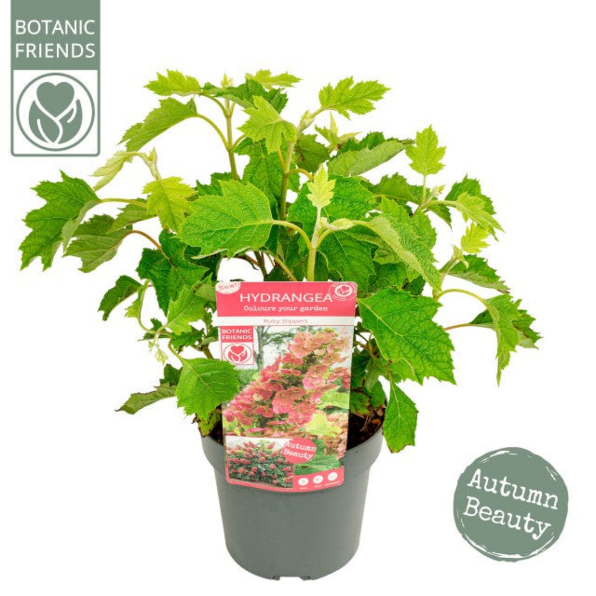 Hydrangea quercifolia &#39;Ruby Slippers&#39; 3L