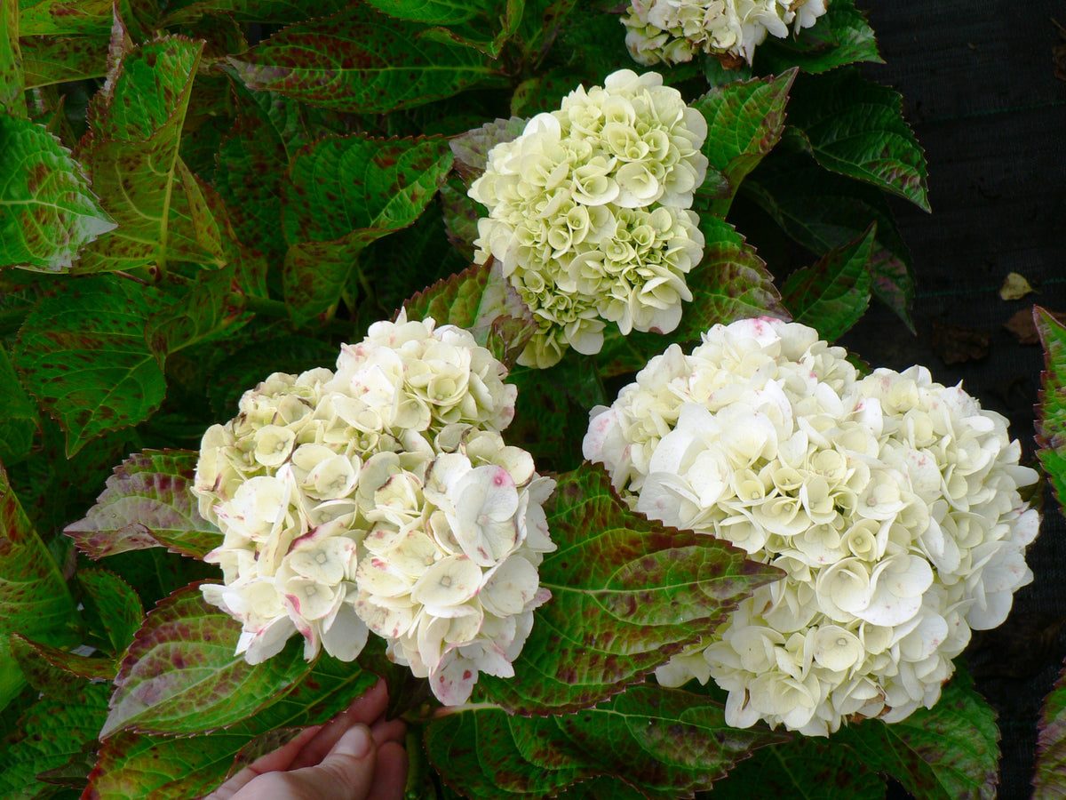 Hydrangea macrophylla &#39;Shakira&#39; 9cm