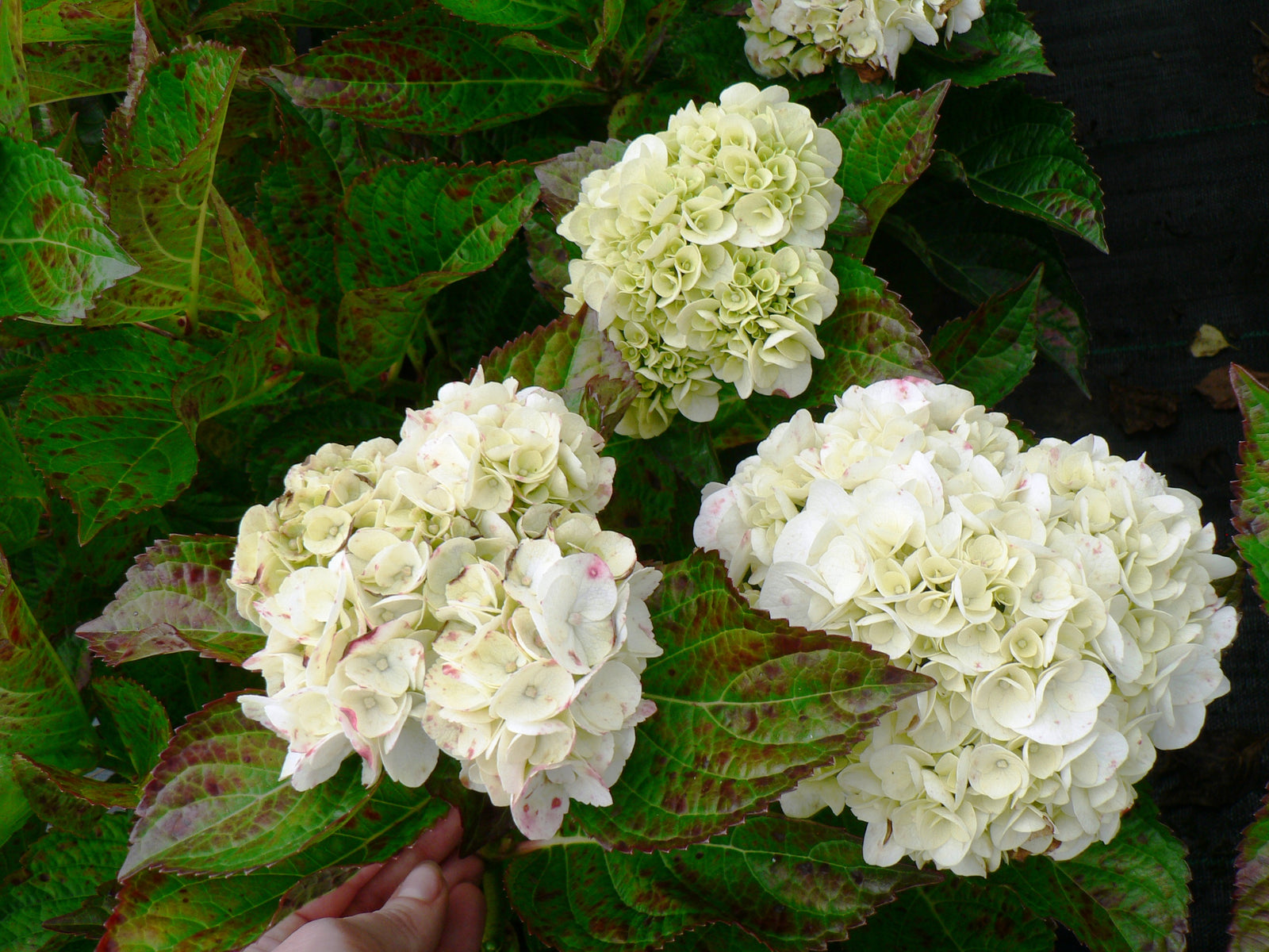 Hydrangea macrophylla 'Shakira' 9cm