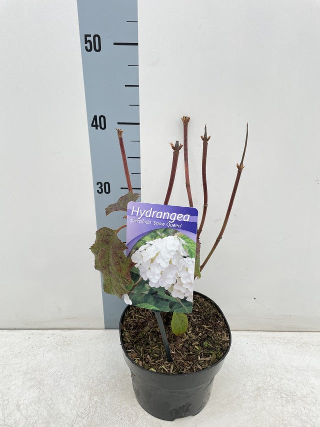 Hydrangea Quercifolia Snow Queen 2L