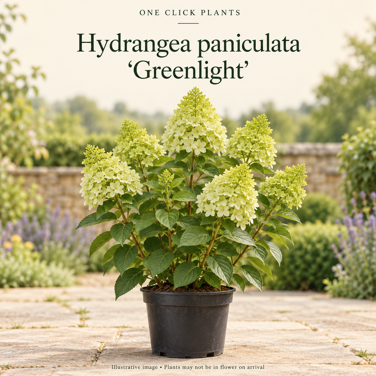 Hydrangea paniculata 'Green Light' 2L / 5L / 7.5L