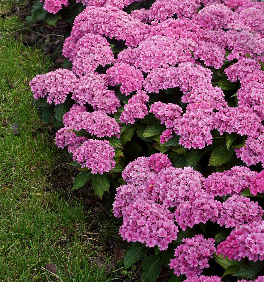 Clusters of vibrant pink blooms and green leaves with a few pale, unopened buds make Hydrangea 'Together' 9cm a stunning, compact garden feature.