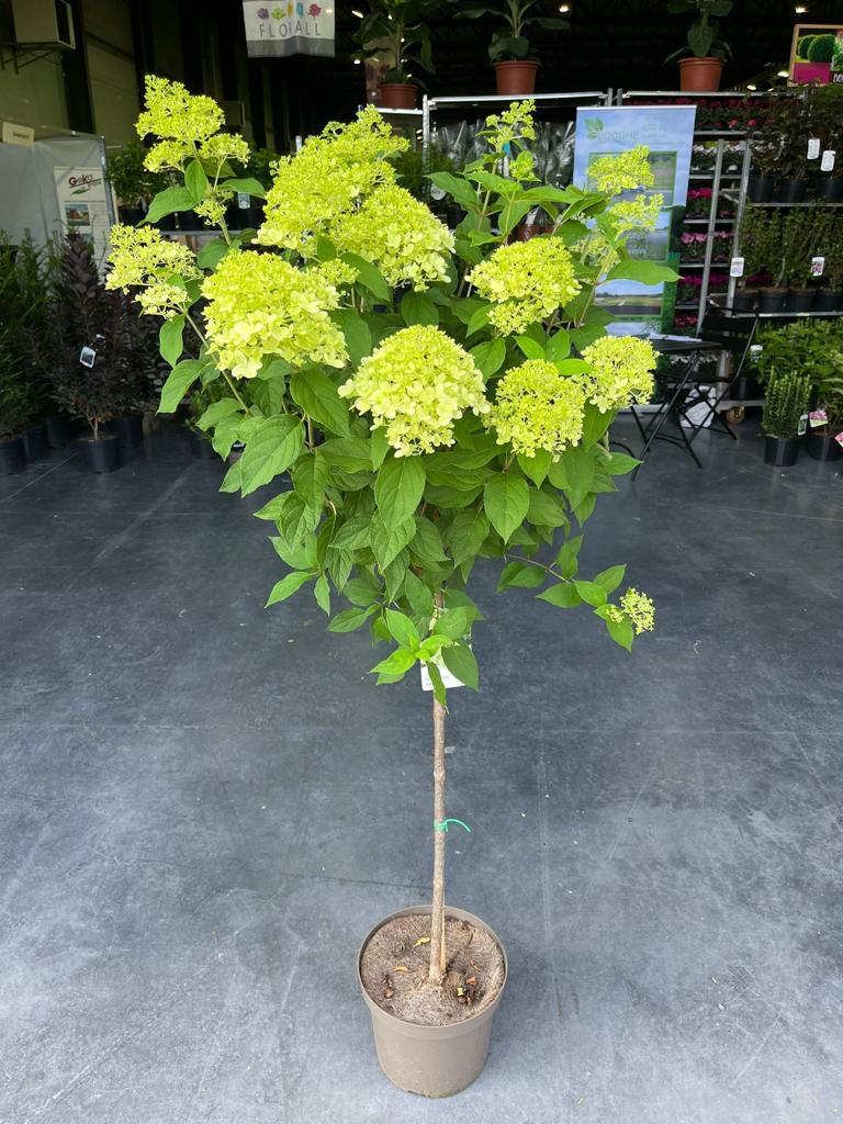 The Hydrangea paniculata &#39;LimeLight’ Tree features a slender trunk with clusters of bright greenish-yellow, long-lasting flowers and broad green leaves, perfect for indoor display on a concrete floor among other plants.