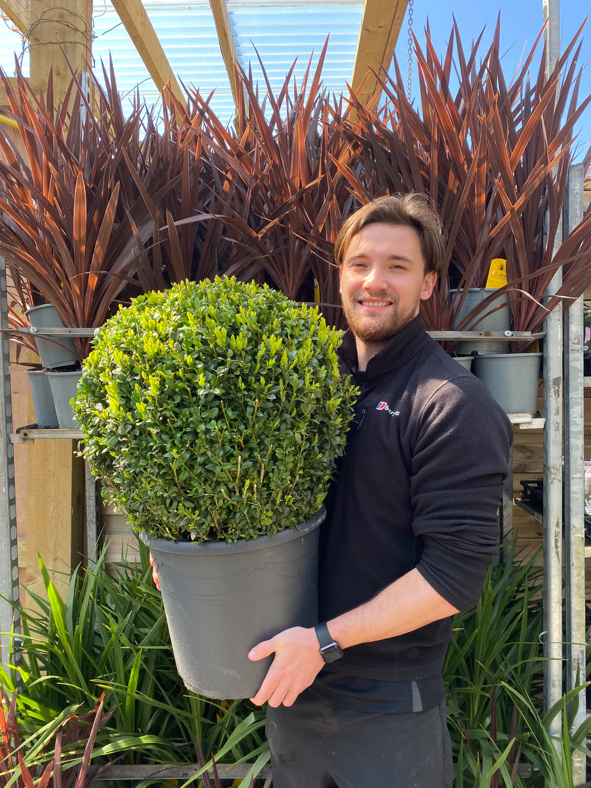 A smiling man with light brown hair and a beard holds a large Buxus/Topiary Ball (Buxus sempervirens) at a garden center, with red-leaved and green evergreen plants displayed on shelves behind him.