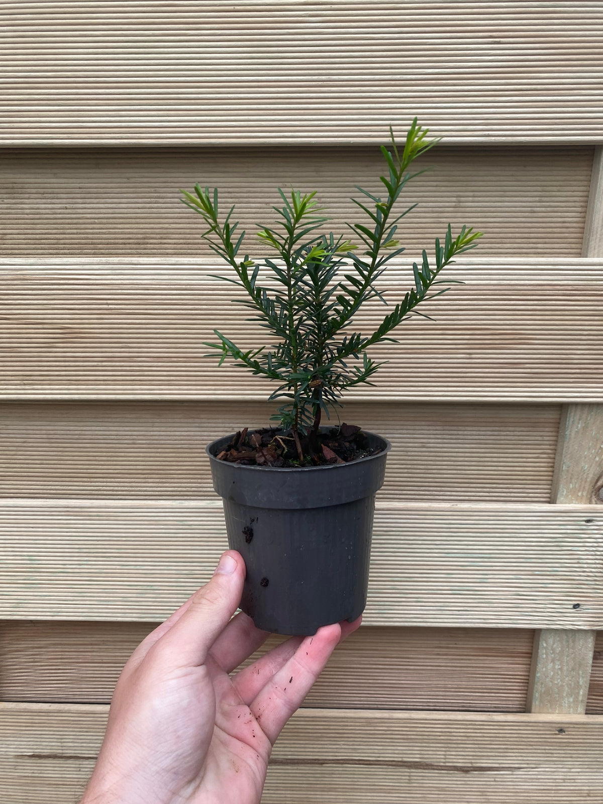 A hand holds a Yew Hedging - Taxus Baccata 9cm/2L in a small black pot, displaying its young evergreen foliage against a wooden panel background.