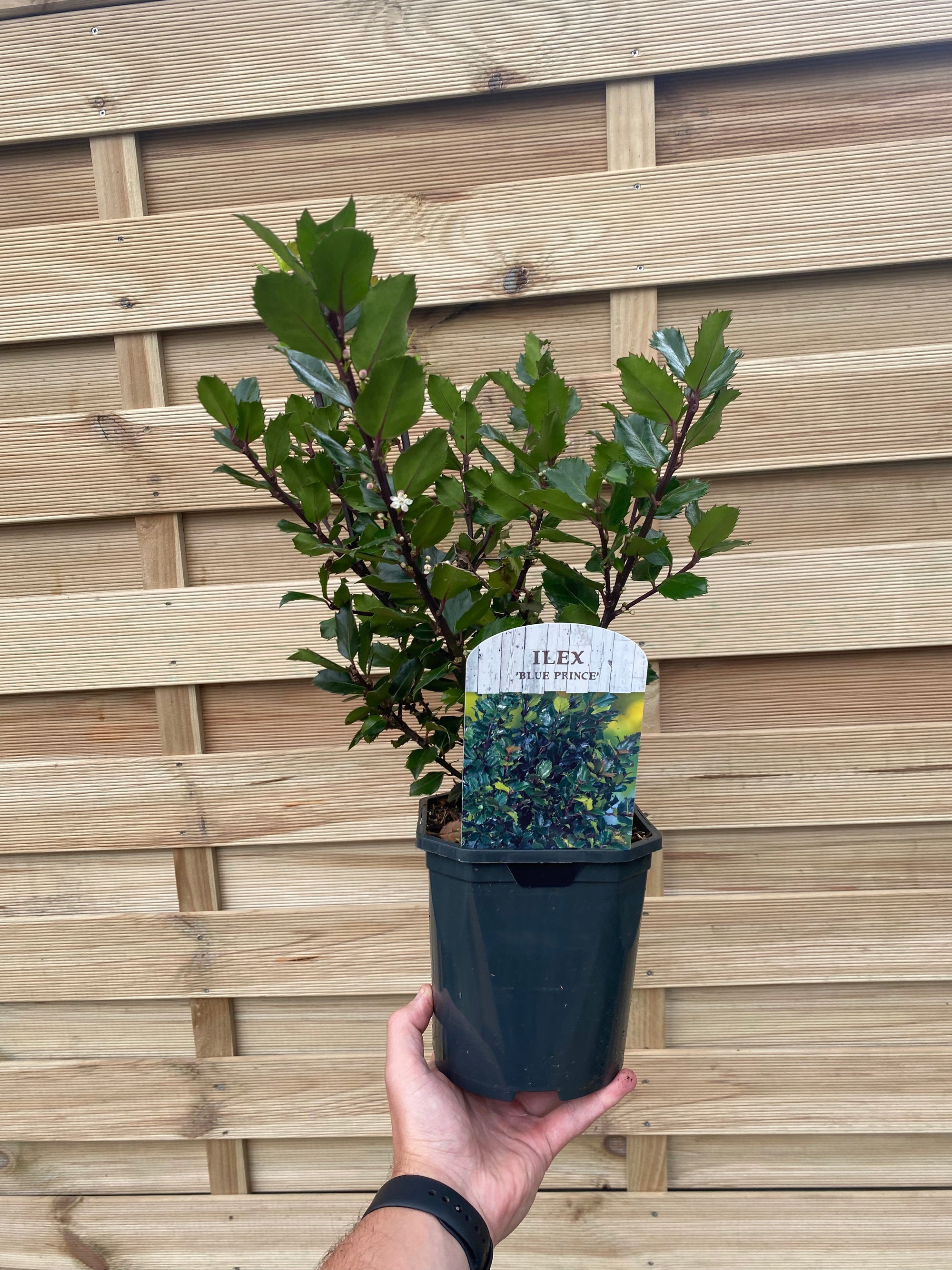 Ilex meserveae 'Blue Prince' Holly 2L