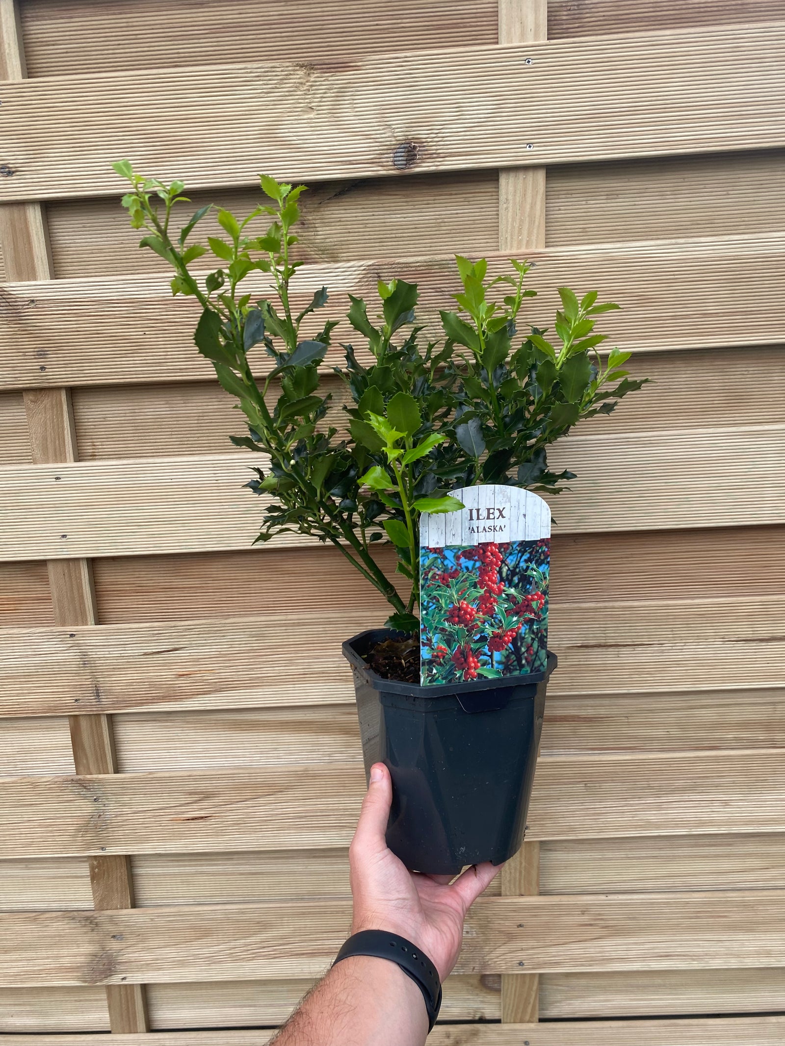 Ilex aquifolium 'Alaska' Holly 2L features glossy green, spiky-edged leaves and clusters of vivid red berries on an evergreen shrub, perfect for adding year-round interest to your garden.