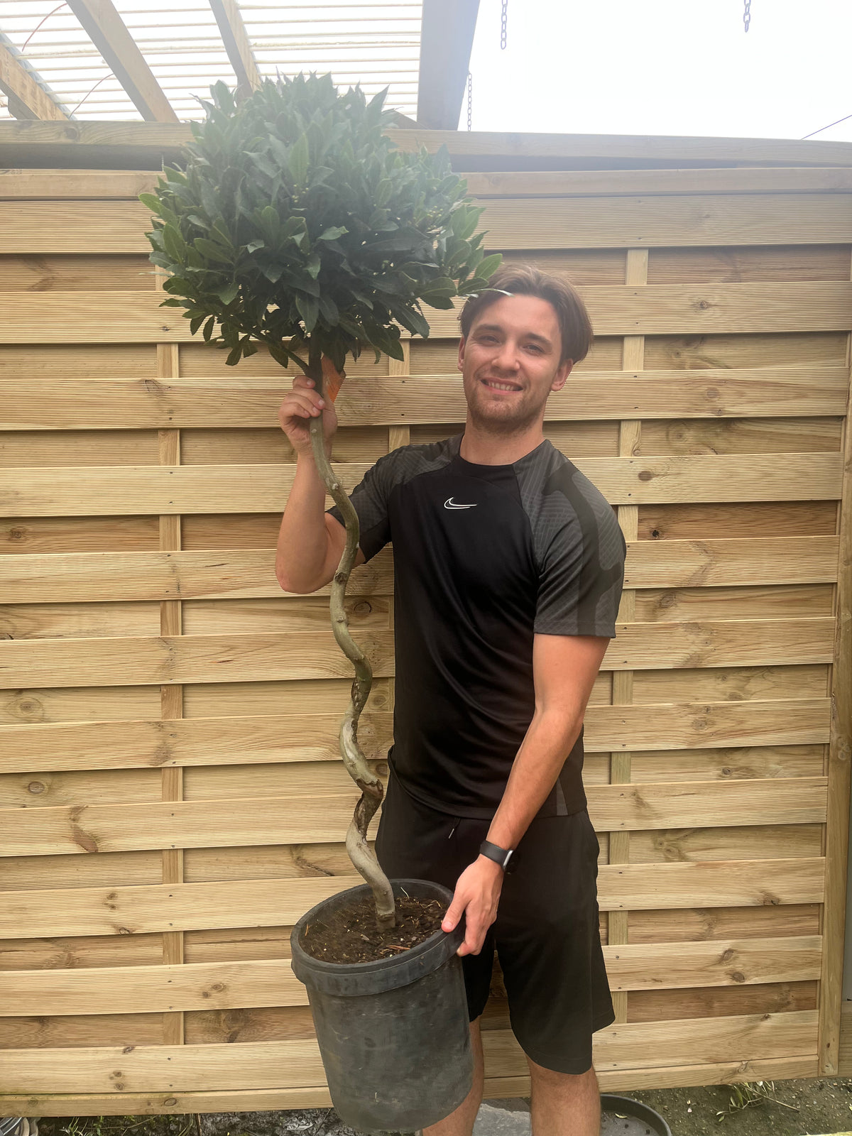A smiling man in a black athletic outfit holds a 4ft / 5ft Spiral Stem Standard Bay Tree (Laurus nobilis, 110-120cm, 130-150cm) with evergreen foliage, standing outdoors by a wooden fence.