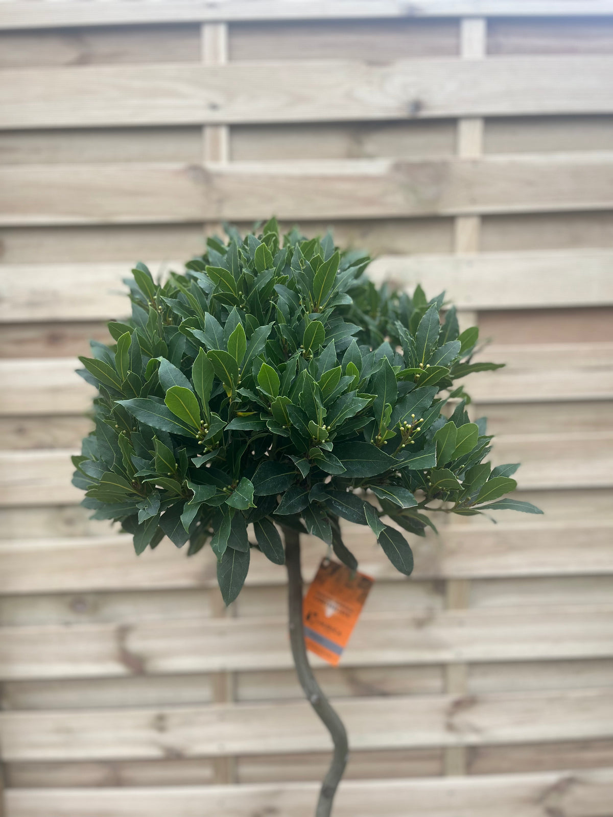 A 4ft/5ft Spiral Stem Standard Bay Tree (Laurus nobilis) with dense evergreen foliage stands in front of a wooden fence, an orange tag hanging from its stem.