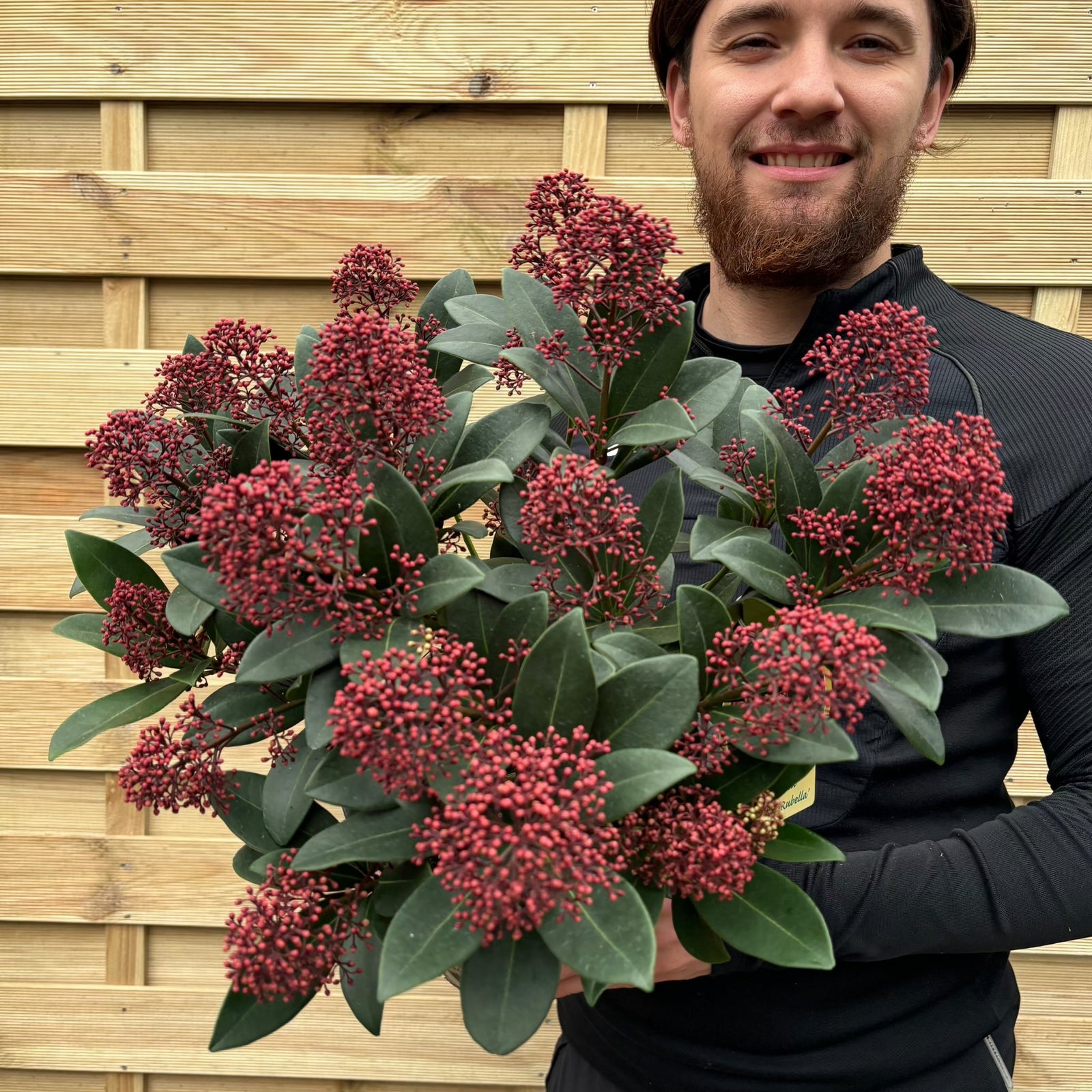 A smiling person in black holds a large bouquet of Skimmia japonica Rubella 9cm-10L, highlighting its dark green leaves and vibrant color against a wooden fence—perfect for adding beauty to shady spots.