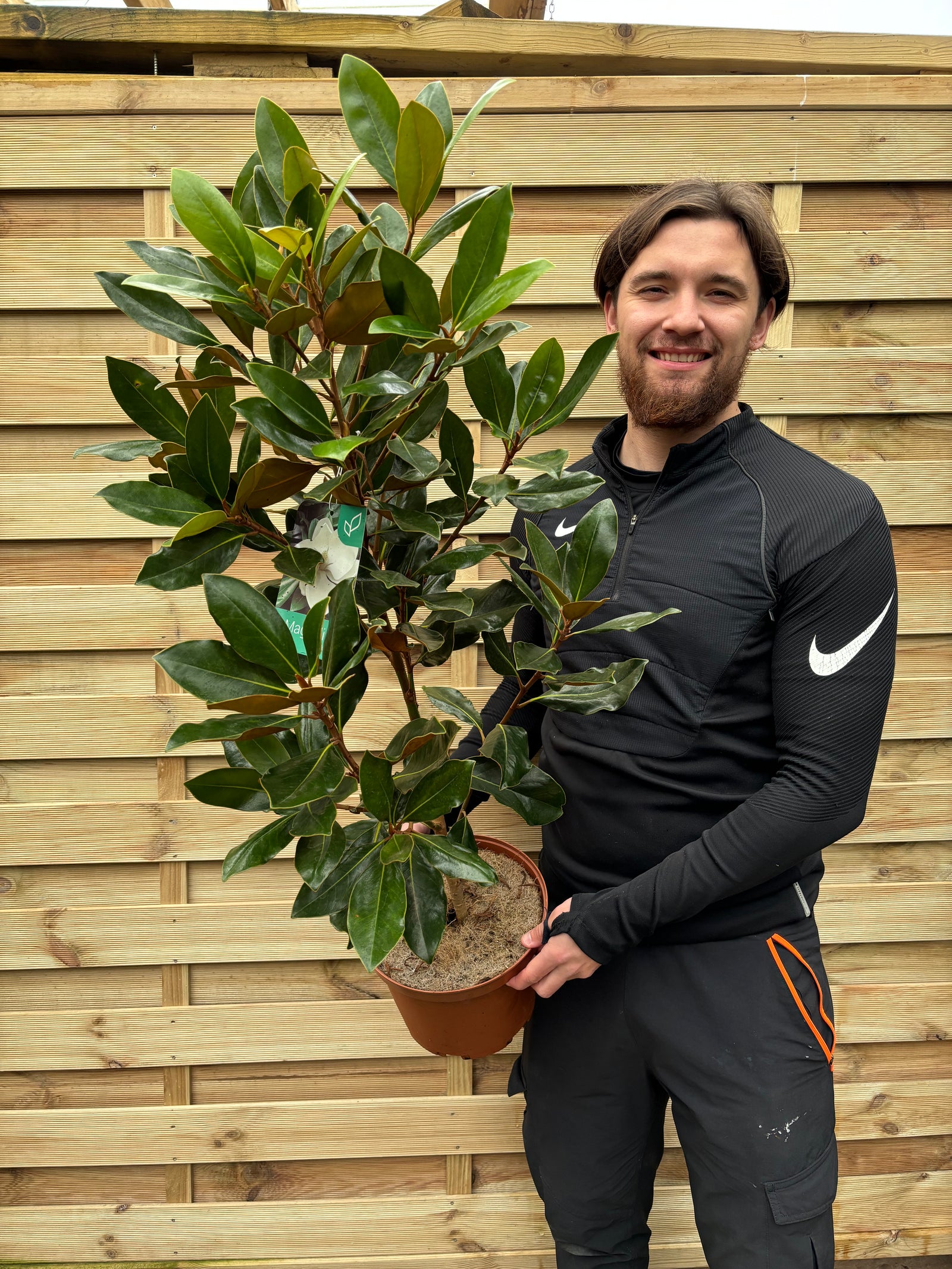 Evergreen Magnolia | Magnolia grandiflora 'Little Gem' | 50-60cm, 90-100cm